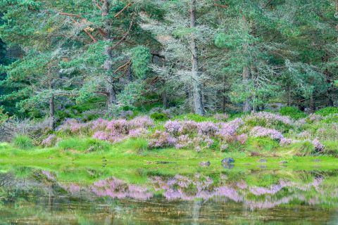 Reflecterende bomen - Rothiemurchus, Cairngorms National Park, Schotland