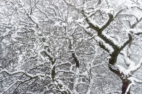 Wirwar van besneeuwde takken