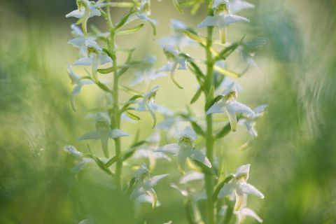 Greater butterfly-orchid