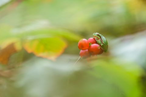 Tree frog on red berries