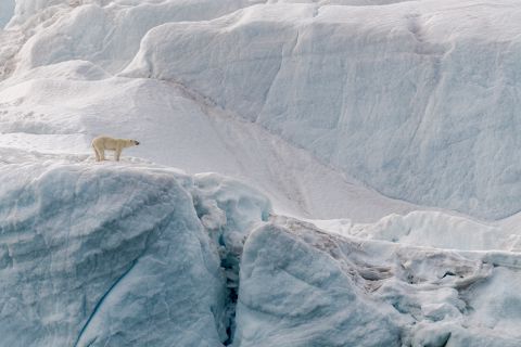 Polar bear on glacier
