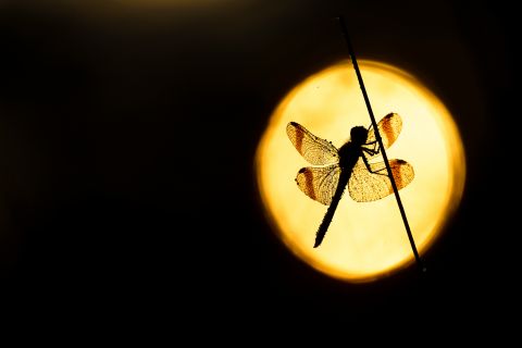 Bandheidelibel in tegenlicht