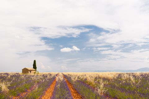Stal tussen de lavendel