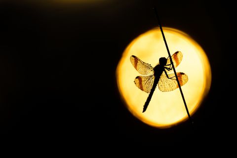 Banded Darter at sunrise