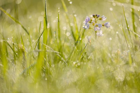 Pinksterbloem in tegenlicht bedekt met dauwdruppels