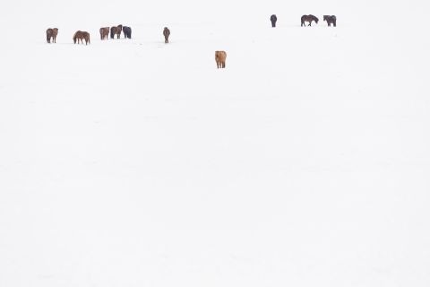 Icelandic horses in snow