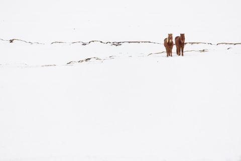 Twee Ijslandse paarden in de sneeuw