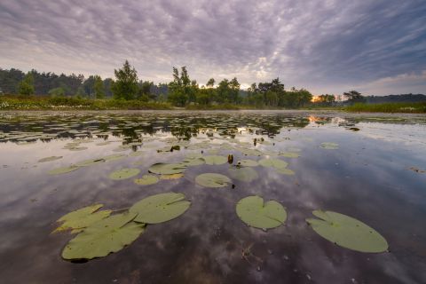 Waterlelies in ven