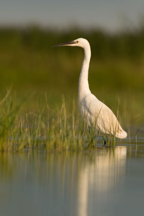 Kleine zilverreiger in moeras