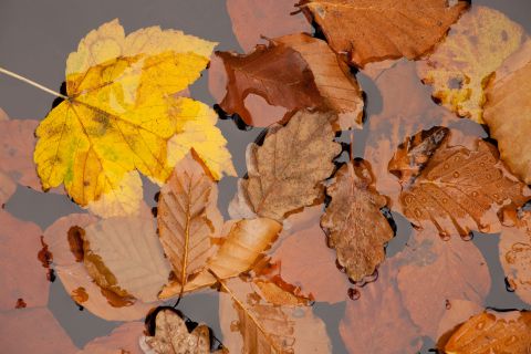 Kleurrijke herfstbladeren in rivier de Hoëgne