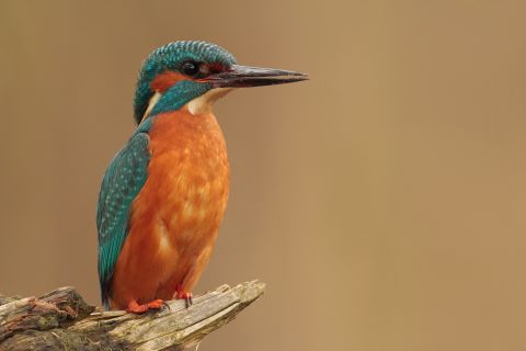 IJsvogel