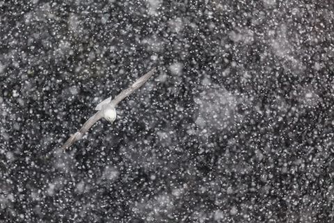 Fulmar in snowstorm
